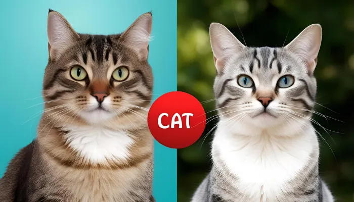 English to Cat Translator: How It Works? English to Cat Translator: How It Works?
